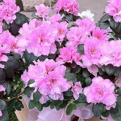 Azaleen-Blumensamen zum Pflanzen – Leicht zu Ziehen, Erbstück- und Gentechnikfreie Samen für den Hausgarten