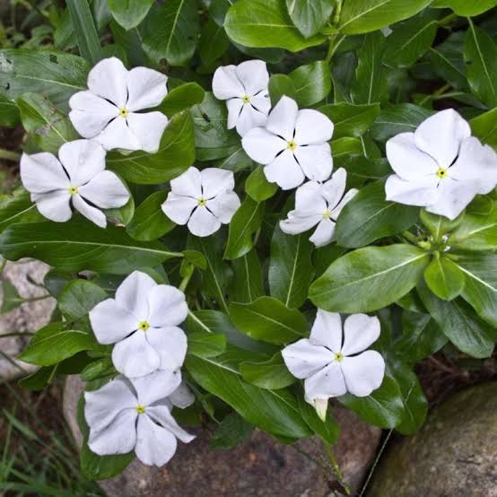 White Vinca Flower seeds for Planting - Long Bloom Season, Heirloom & GMO Free Seeds for Home Garden