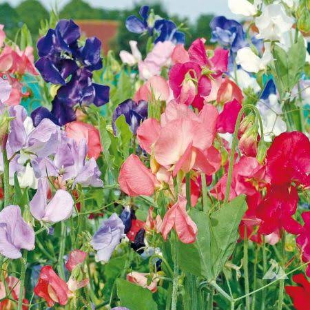 Lathyrus Odoratus Flower seeds for Planting - Wildflower Mix, Heirloom & GMO Free Seeds for Home Garden
