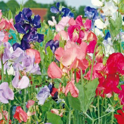 Lathyrus Odoratus Flower seeds for Planting - Wildflower Mix, Heirloom & GMO Free Seeds for Home Garden