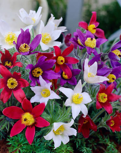 Mix Pulsatilla Pasque Flower seeds for Planting - Fragrant Blossoms, Heirloom & GMO Free Seeds for Home Garden