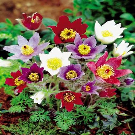 Mix Pulsatilla Pasque Flower seeds for Planting - Fragrant Blossoms, Heirloom & GMO Free Seeds for Home Garden