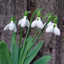 White Galanthus Flower seeds for Planting Easy to Grow Heirloom & GMO Free Seeds for Home Garden
 
 Sale