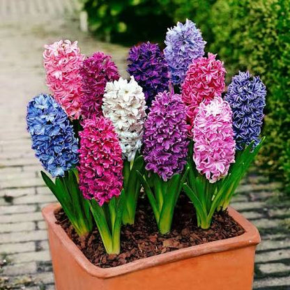 ヒヤシンスの花の種まき用 - 切り花に最適、伝統種で遺伝子組み換えなしの家庭菜園用種子