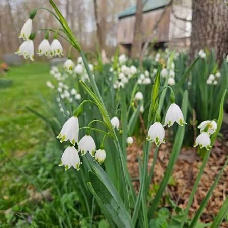 Schneeglöckchen-Zwiebeln Blumensamen zum Pflanzen – Duftende Blüten, Erbstück- und Gentechnikfreie Samen für den Hausgarten
