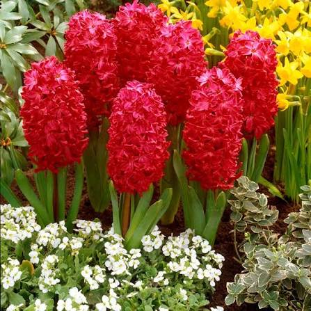 Red Hyacinth Flower seeds for Planting - Sun Loving, Heirloom & GMO Free Seeds for Home Garden