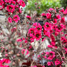 Rosa Manuka-Honig-Teebaum Leptospermum Scoparium Blütensamen zum Pflanzen – Bunte Darstellung, Erbstücksamen & gentechnikfreie Samen für den Hausgarten