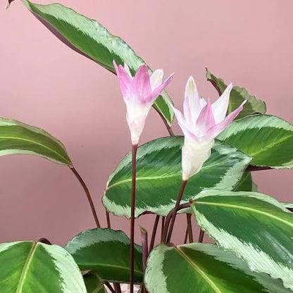 Mixed Calathea Flower seeds for Planting - Drought Tolerant, Heirloom & GMO Free Seeds for Home Garden