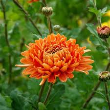 Yellow Orange Chrysanthemum Flower seeds for Planting - Colorful Display, Heirloom & GMO Free Seeds for Home Garden