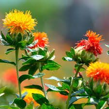 Mixed Carthamus Flower seeds for Planting - Garden Favorite, Heirloom & GMO Free Seeds for Home Garden
 
 Sale
