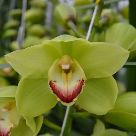 Light Green Cymbidium Orchid Flower seeds for Planting - Cut Flower Favorite, Heirloom & GMO Free Seeds for Home Garden
