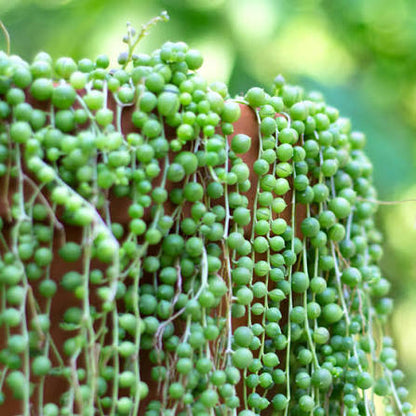 String of Pearl Plant Seeds for Vibrant Indoor Greenery