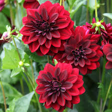 Arabian Night Dahlia Flower seeds for Planting - Wildflower Mix, Heirloom & GMO Free Seeds for Home Garden
 
 Sale