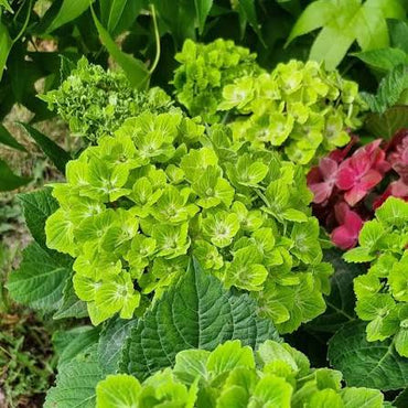 Hydrangea macrophylla Green Cloud Flower seeds for Planting - Seasonal Bloomer, Heirloom & GMO Free Seeds for Home Garden