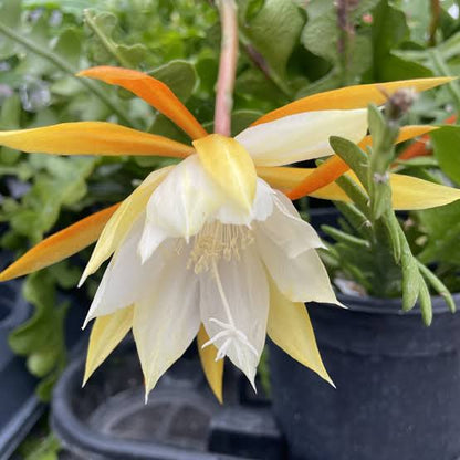 Epiphyllum Anguligar Flower seeds for Planting Sun Loving Heirloom & GMO Free Seeds for Home Garden 
 
 Sale