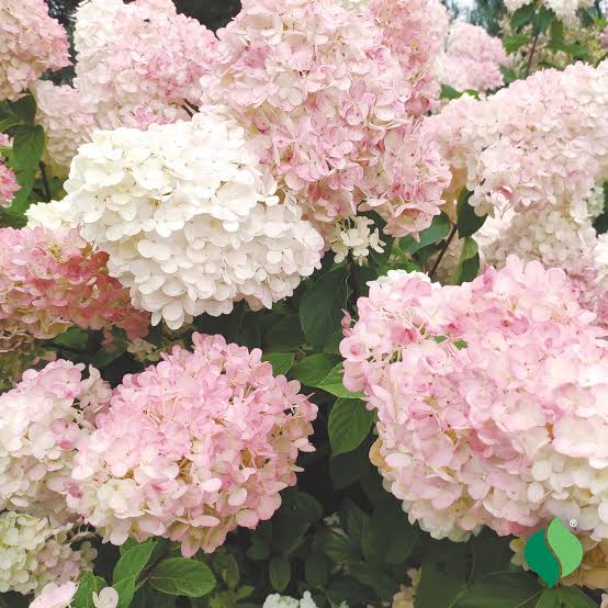 Weiße rosa Hortensienblumensamen zum Pflanzen, pflegeleicht, Erbstück- und gentechnikfreie Samen für den Hausgarten

Verkauf