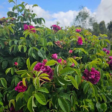 Charles de Mills Blumensamen zum Pflanzen - Wildblumenmischung, Erbstücksamen & gentechnikfreie Samen für den Hausgarten