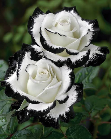 Black and White Rose Flower seeds for Planting - Garden Favorite, Heirloom & GMO Free Seeds for Home Garden