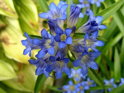 Gentiana Macrophylla Blütensamen zum Pflanzen – Hochwertige, traditionelle und gentechnikfreie Samen für den Hausgarten