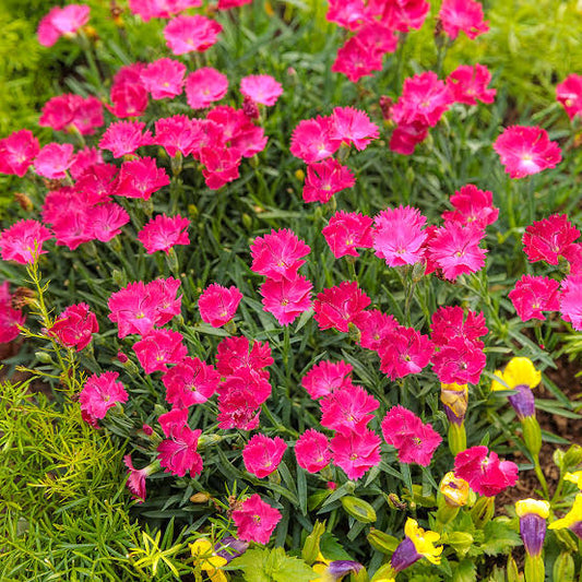植え付け用淡紅色ナデシコの種子 - 耐寒性品種、伝統種および遺伝子組み換えなしの家庭菜園用種子
