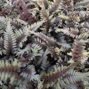 Gray Crested Fern Flower seeds for Planting - Premium Quality, Heirloom & GMO Free Seeds for Home Garden
