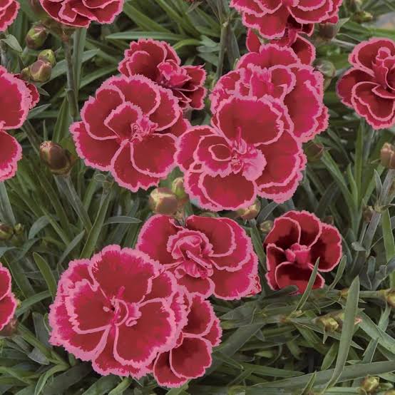 Burgundy Dianthus Flower seeds for Planting - Cut Flower Favorite, Heirloom & GMO Free Seeds for Home Garden
 
 Sale