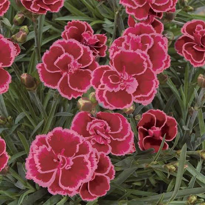 Burgundy Dianthus Flower seeds for Planting - Cut Flower Favorite, Heirloom & GMO Free Seeds for Home Garden
 
 Sale
