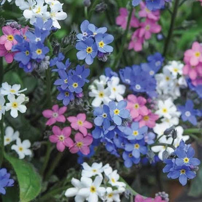 Mixed Myosotis Flower seeds for Planting - Sun Loving, Heirloom & GMO Free Seeds for Home Garden