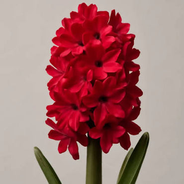 Red Hyacinth Flower seeds for Planting - Sun Loving, Heirloom & GMO Free Seeds for Home Garden