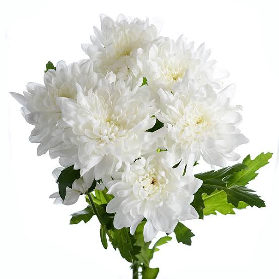 白菊カリナタム花の種まき用 - 香り高い花、伝統種・遺伝子組み換えなしの家庭菜園用種子