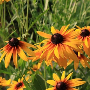 Rudbeckia Flower seeds for Planting - Shade Tolerant, Heirloom & GMO Free Seeds for Home Garden