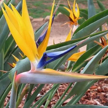 Violet Yellow Strelitzia Flower seeds for Planting - Premium Quality, Heirloom & GMO Free Seeds for Home Garden