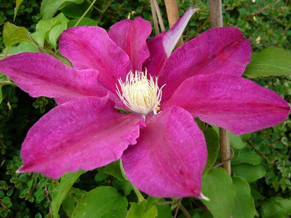 Samen der rosa-violetten Waldrebe zum Pflanzen – pflegeleicht, alte Sorten & gentechnikfreie Samen für den Hausgarten