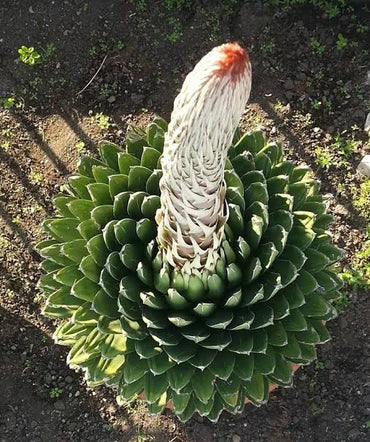 Green Victoria Agave Utahensis Flower seeds for Planting - Colorful Display, Heirloom & GMO Free Seeds for Home Garden