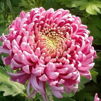 Chrysanthemum Pink Yellow Flower seeds for Planting - Compact Growth, Heirloom & GMO Free Seeds for Home Garden