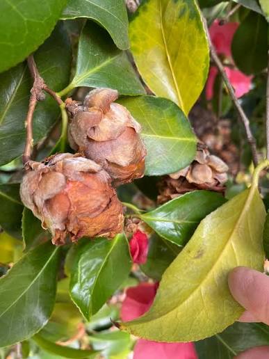 Brown Camellia Flower seeds for Planting - Easy to Grow, Heirloom & GMO Free Seeds for Home Garden