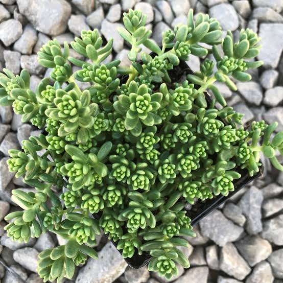 Green Sedum Album Flower seeds for Planting - Shade Tolerant, Heirloom & GMO Free Seeds for Home Garden