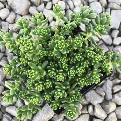 Green Sedum Album Flower seeds for Planting - Shade Tolerant, Heirloom & GMO Free Seeds for Home Garden