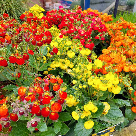 Calceolaria Flower seeds for Planting - Colorful Display, Heirloom & GMO Free Seeds for Home Garden