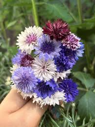 Bachelor Buttons Seeds – Tall Mixed Colors Variety