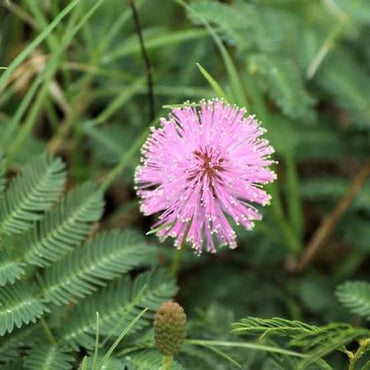 Mixed Schrankia Uncinata Flower seeds for Planting - Cottage Garden Essential, Heirloom & GMO Free Seeds for Home Garden