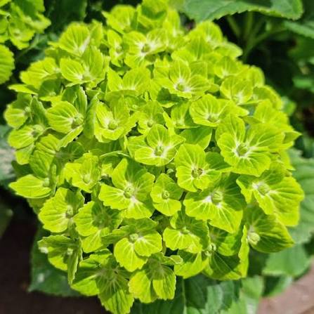 Hydrangea macrophylla Green Cloud Flower seeds for Planting - Seasonal Bloomer, Heirloom & GMO Free Seeds for Home Garden