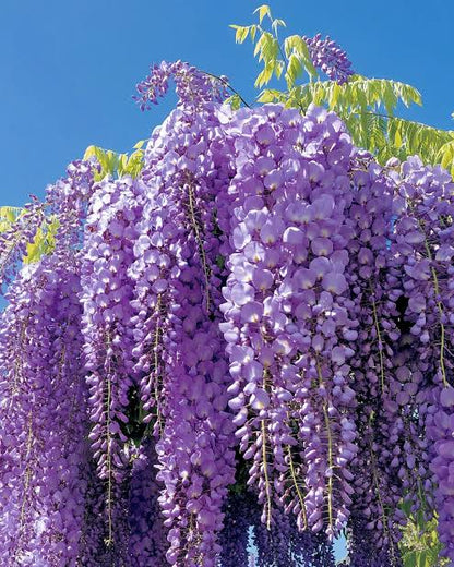Violet Wisteria Flower seeds for Planting - Vibrant Colors, Heirloom & GMO Free Seeds for Home Garden