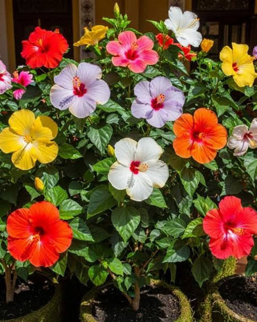 Multi-Colour Hibiscus Flower seeds for Planting - Compact Growth, Heirloom & GMO Free Seeds for Home Garden