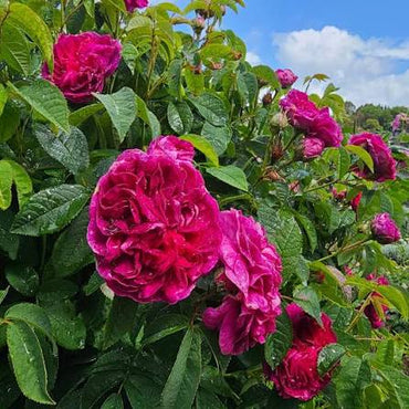 Charles de Mills Flower seeds for Planting - Wildflower Mix, Heirloom & GMO Free Seeds for Home Garden