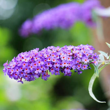 バタフライブッシュの花の種まき用 - 日光を好む、伝統種で遺伝子組み換えなしの家庭菜園用種子