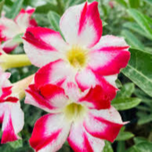 Desert Rose  Adenium Obesum Flower Seeds