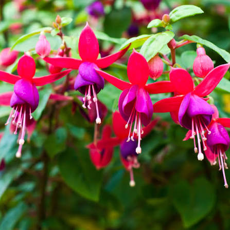 Fuchsias Flower seeds for Planting - Hardy Variety, Heirloom & GMO Free Seeds for Home Garden