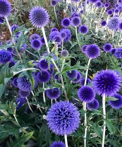 Blaue Ritro-Blumensamen zum Pflanzen – Saisonale Blüher, Erbstücksamen & Gentechnikfreie Samen für den Hausgarten