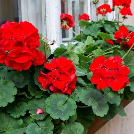 Geranium Flower seeds for Planting - Shade Tolerant, Heirloom & GMO Free Seeds for Home Garden  Sa